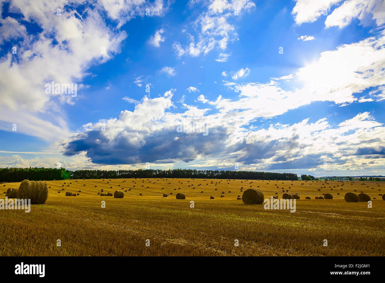 Yellow Straw Bales in a Stubble Field at end of Summer at Day with ...