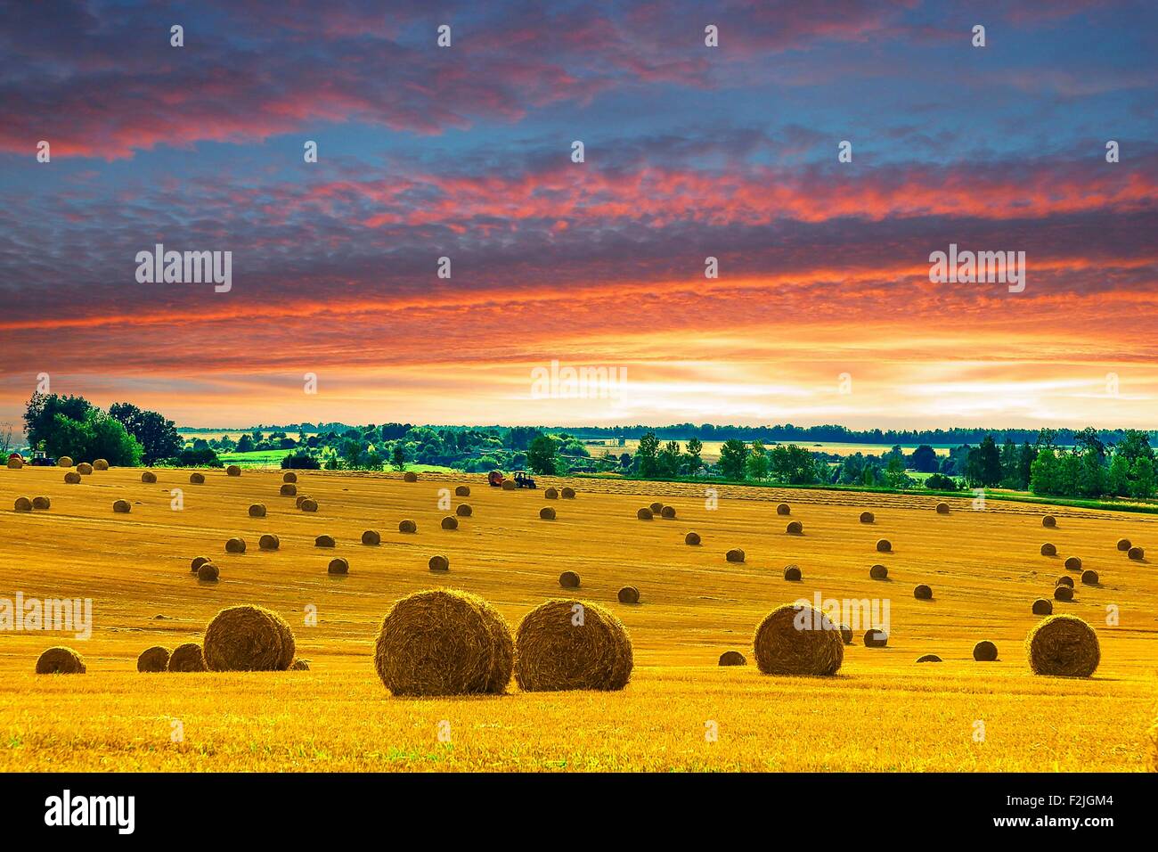 Yellow and Round Straw Bales in a Field at end of Summer at Sunset with ...