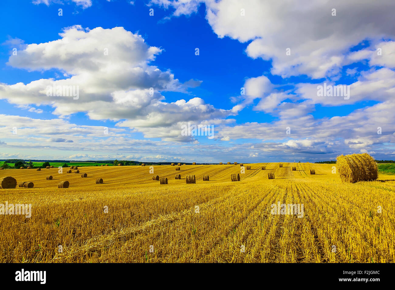 Yellow Straw Bales in a Field at end of Summer at Day with Blue Sky and ...