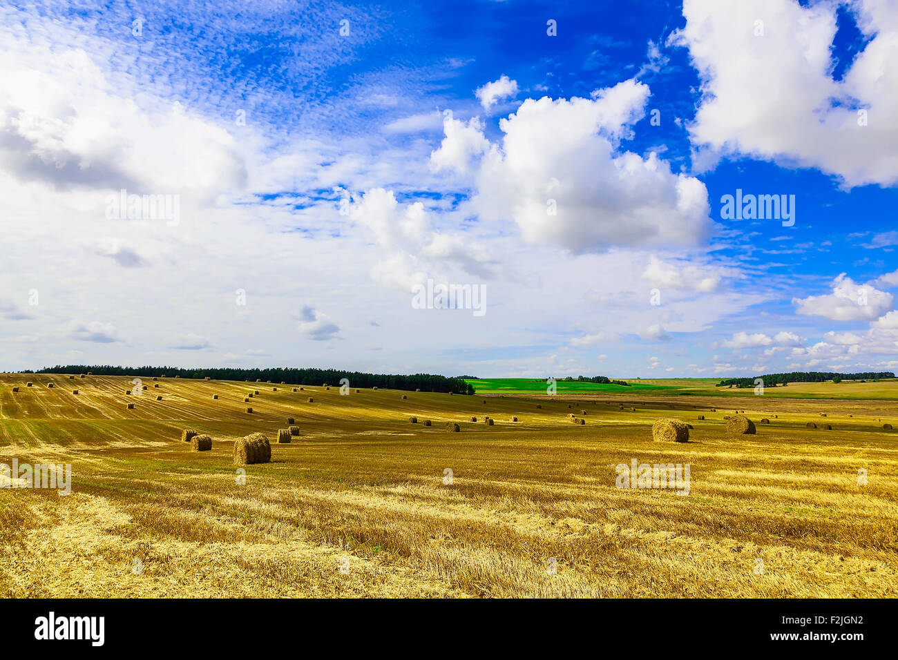 Round Straw Bales in a Field at end of Summer at Day with Blue Sky and ...
