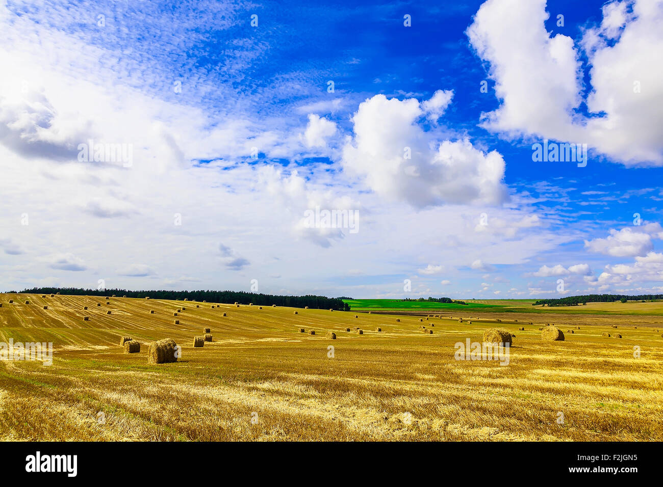 Yellow, Round Straw Bales in a Stubble Field at end of Summer at Day ...