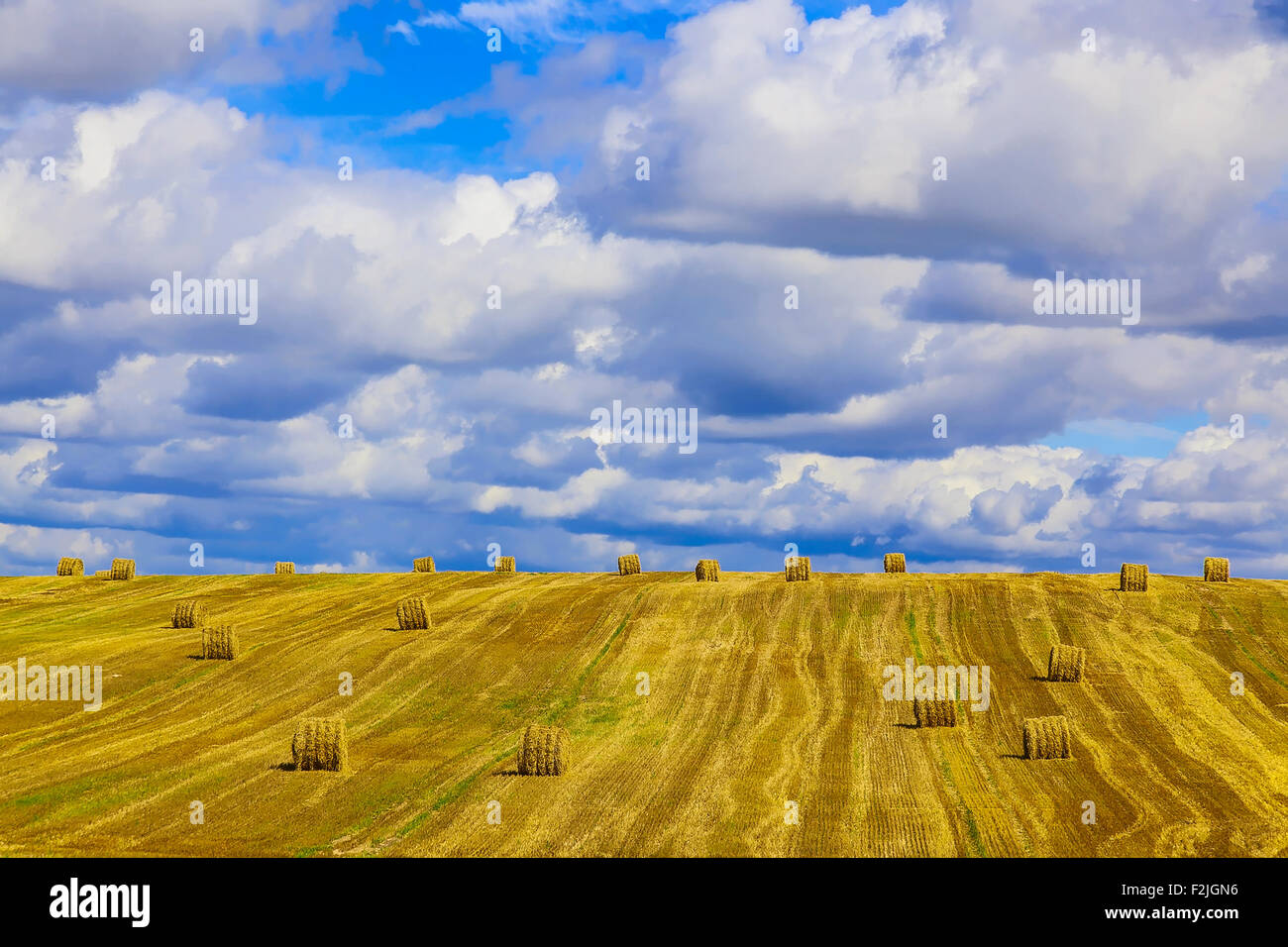 Yellow, Round Straw Bales in a Stubble Field at end of Summer at Day ...