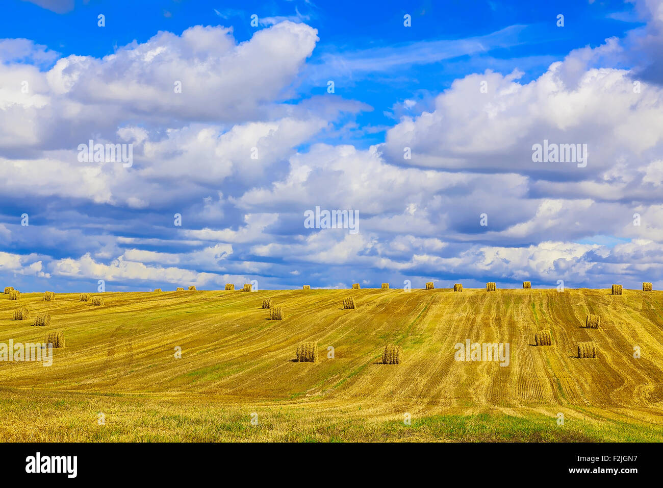Yellow, Round Straw Bales in a Stubble Field at end of Summer at Day ...