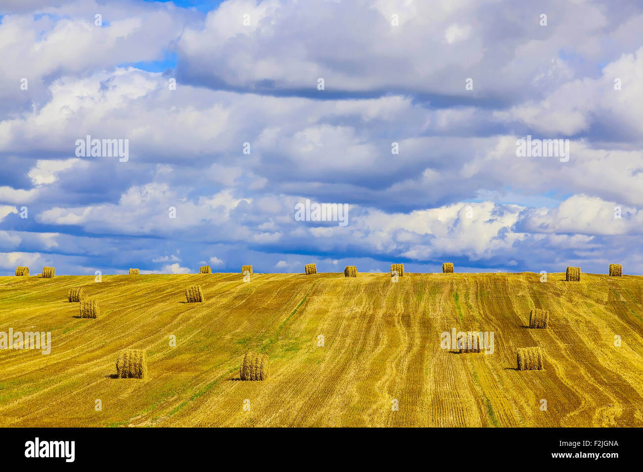 Yellow, Round Straw Bales in a Stubble Field at end of Summer at Day ...