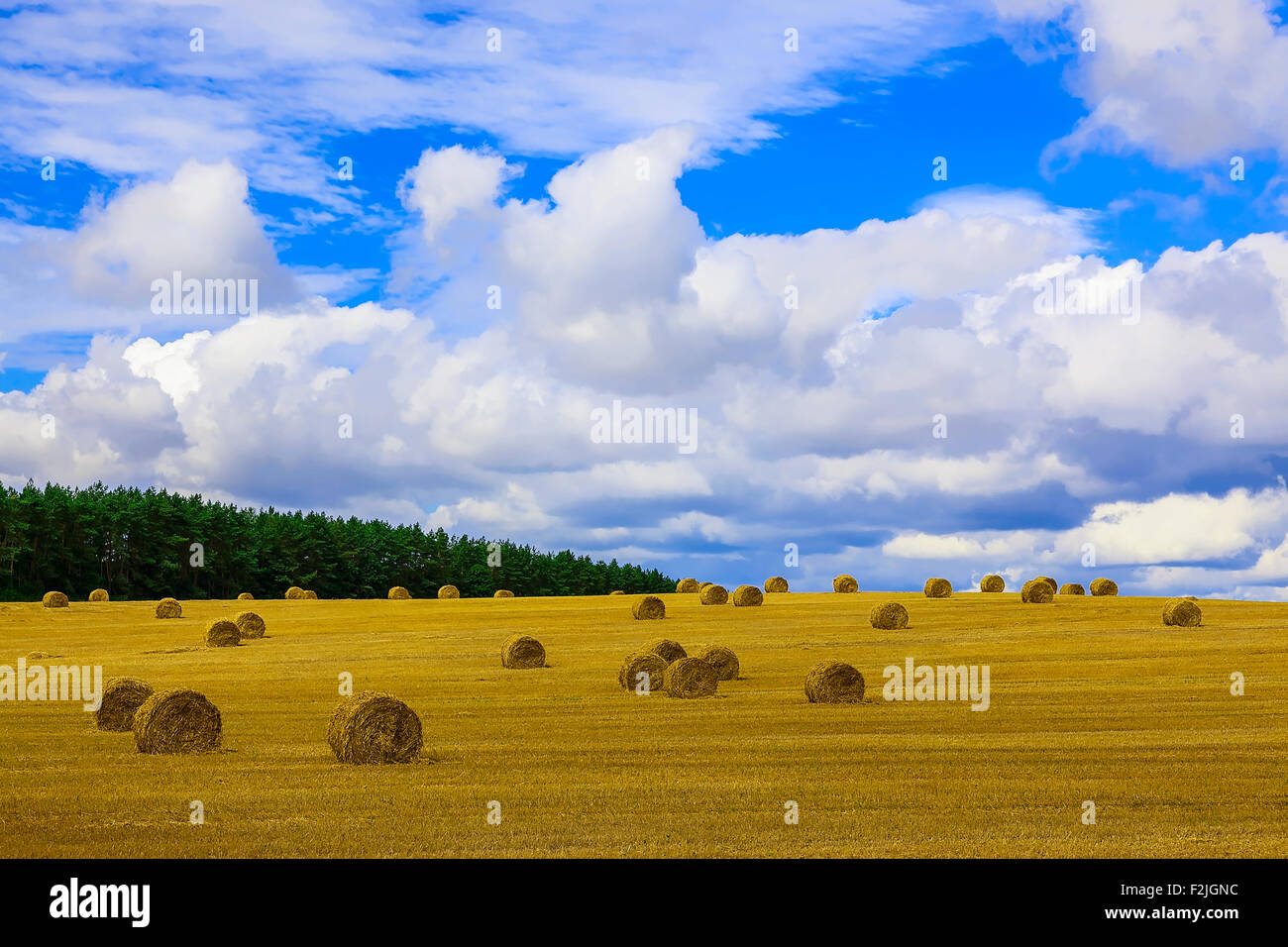 Yellow and Round Straw Bales in a Field at end of Summer at Day with ...