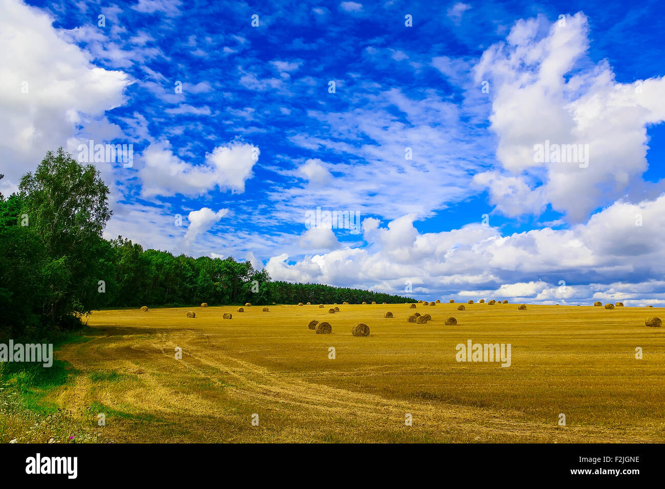 Round, Yellow Straw Bales in a Stubble Field at end of Summer at Day ...