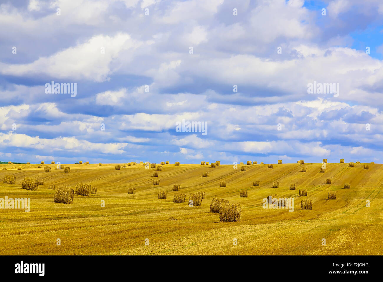 Yellow, Round Straw Bales in a Field at end of Summer at Day with Blue ...