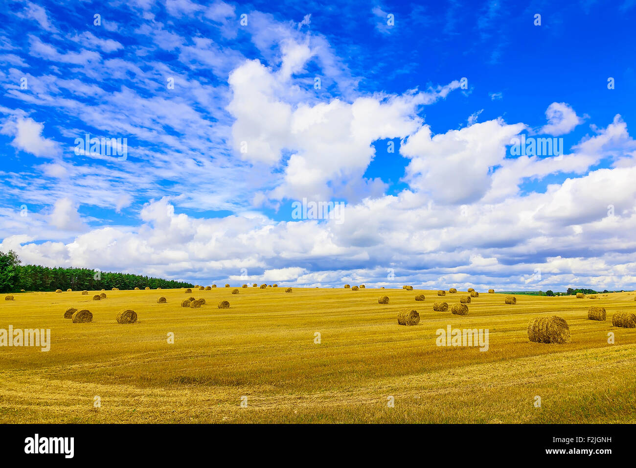 Yellow, Round Straw Bales in a Field at end of Summer at Day with ...