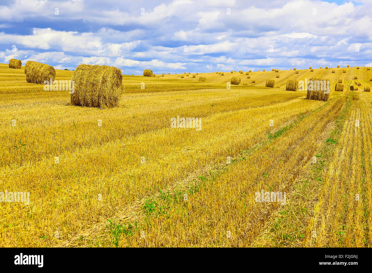Yellow, Round Straw Bales in a Field at end of Summer at Day with Blue ...