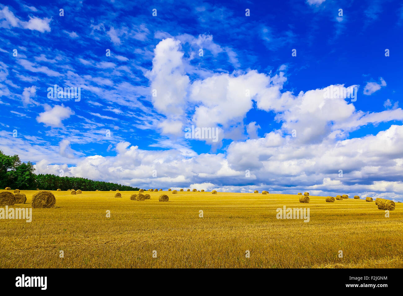 Yellow, Round Straw Bales in a Field at end of Summer at Day with ...