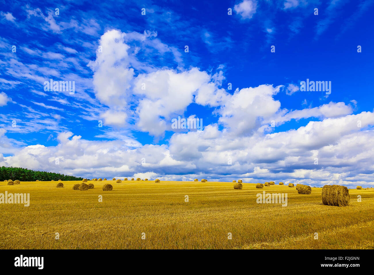Yellow, Round Straw Bales in a Field at end of Summer at Day with ...