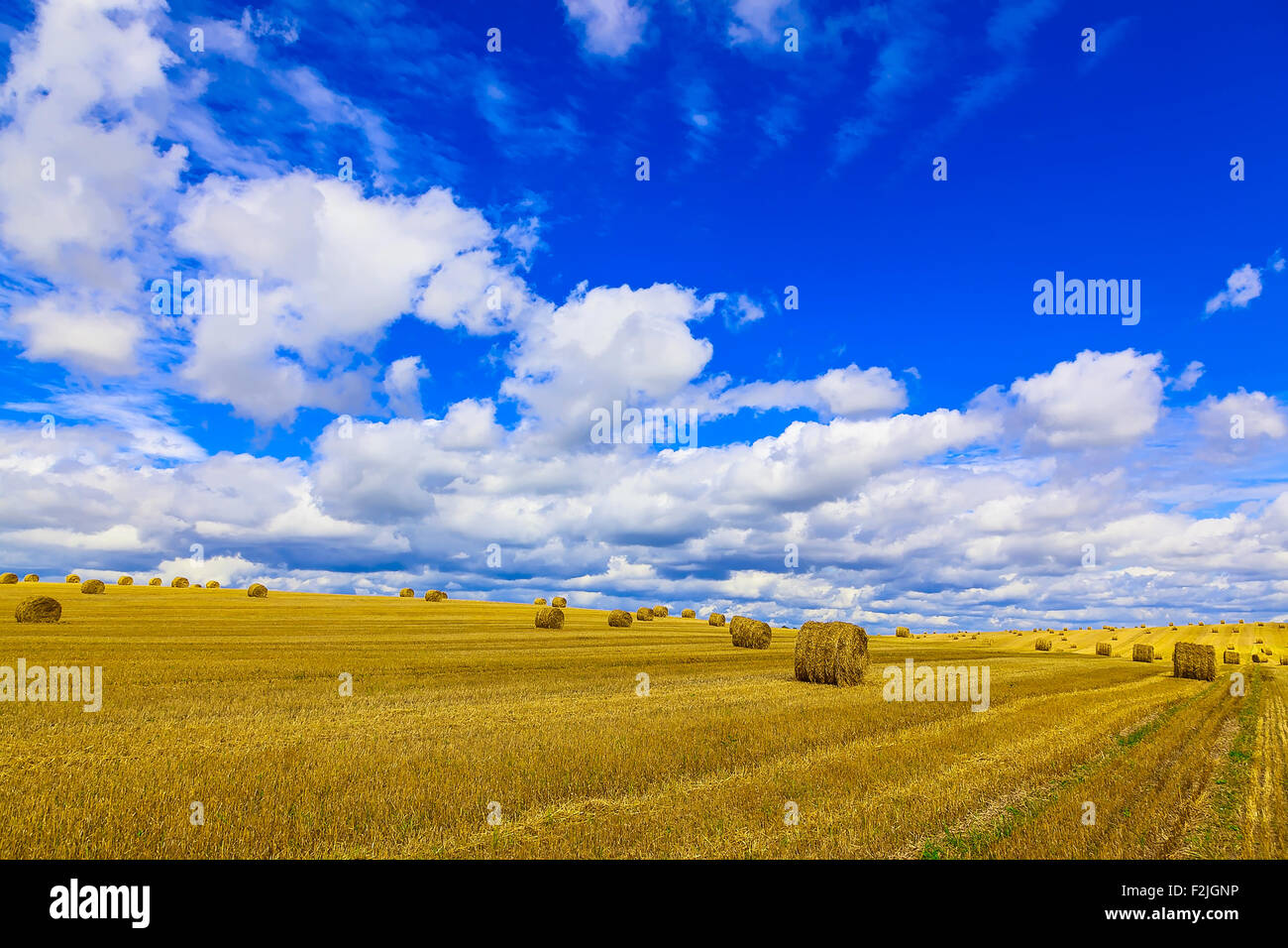 Yellow and Round Straw Bales in a Stubble Field at end of Summer at Day ...