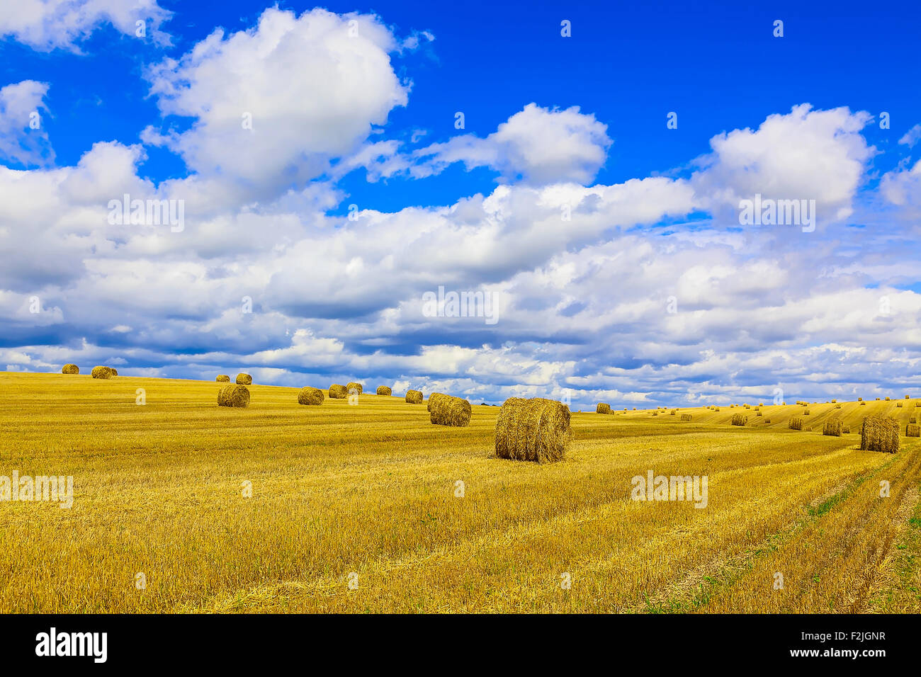 Yellow and Round Straw Bales in a Stubble Field at end of Summer at Day ...