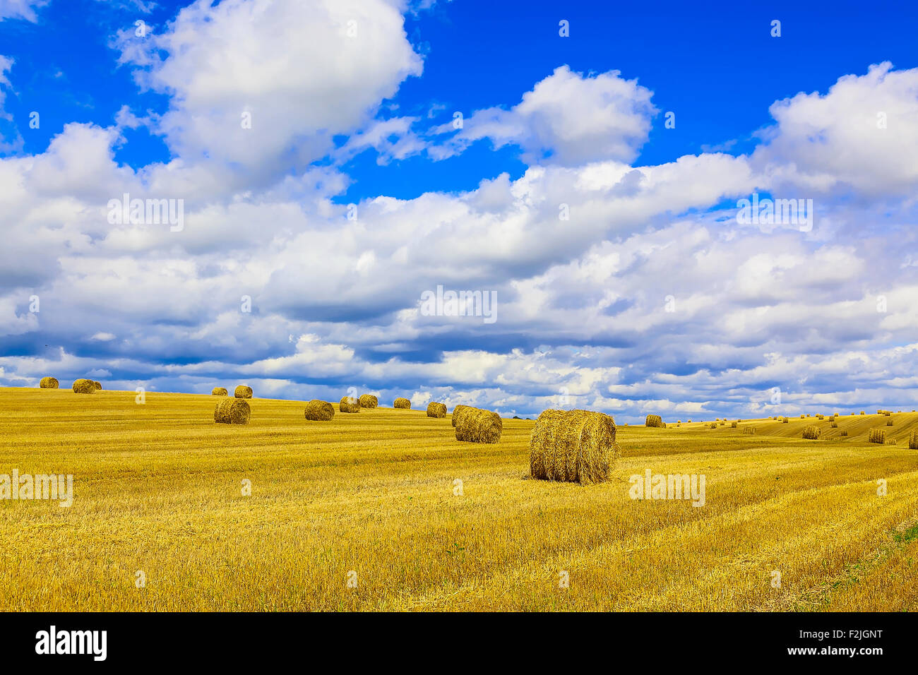 Yellow and Round Straw Bales in a Stubble Field at end of Summer at Day ...