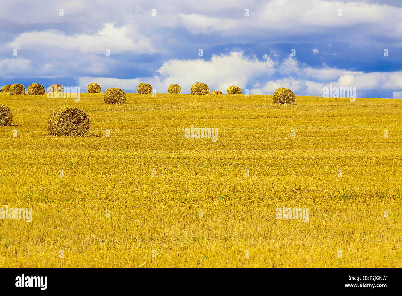 Yellow and Round Straw Bales in a Stubble Field at end of Summer at Day ...