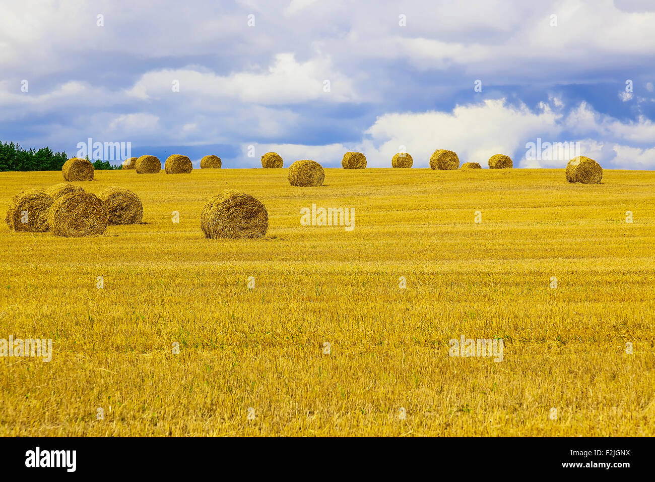 Yellow and Round Straw Bales in a Stubble Field at end of Summer at Day ...