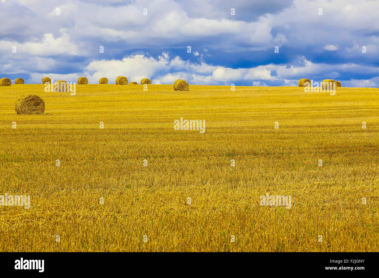 Yellow and Round Straw Bales in a Stubble Field at end of Summer at Day ...