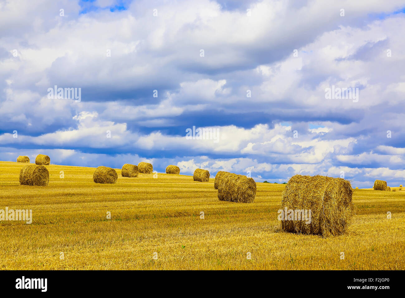 Yellow and Round Straw Bales in a Field at end of Summer at Day with ...