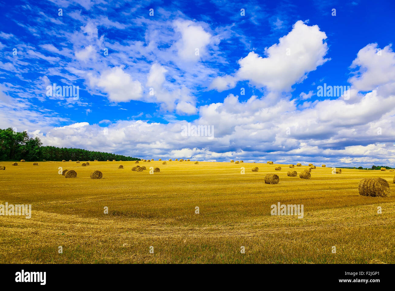 Yellow and Round Straw Bales in a Field at end of Summer at Day with ...