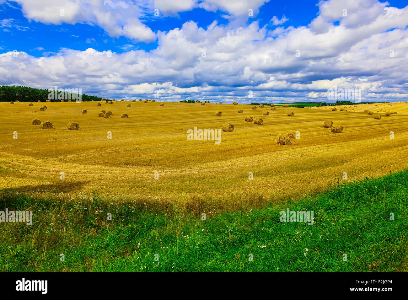 Round, Yellow Straw Bales in a Stubble Field at end of Summer at Day ...