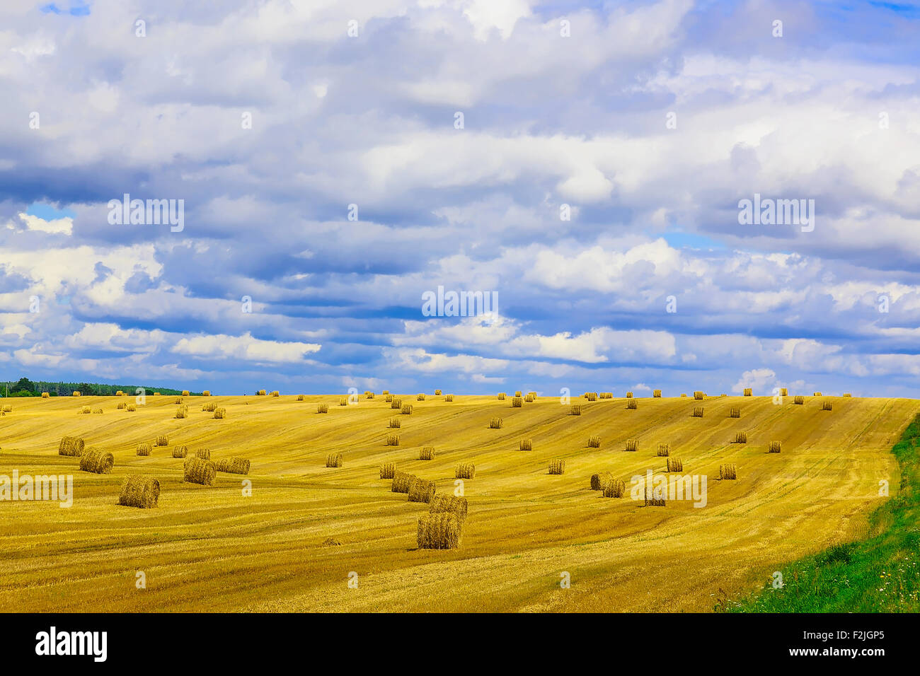 Round, Yellow Straw Bales in a Stubble Field at end of Summer at Day ...