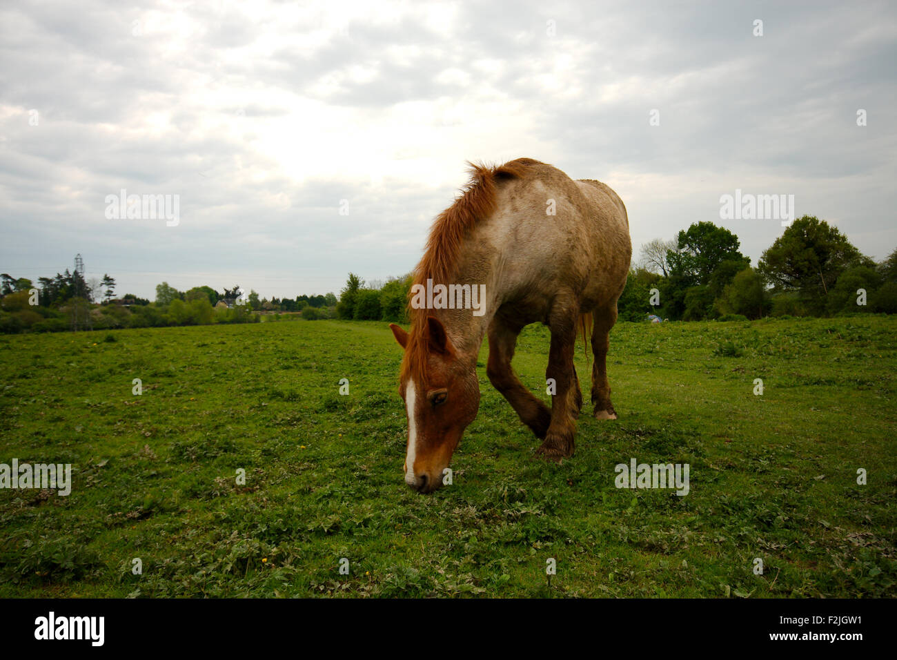 Brown, horse, head bowed, eating grass in a field taken front on from low down against cloudy sky Stock Photo