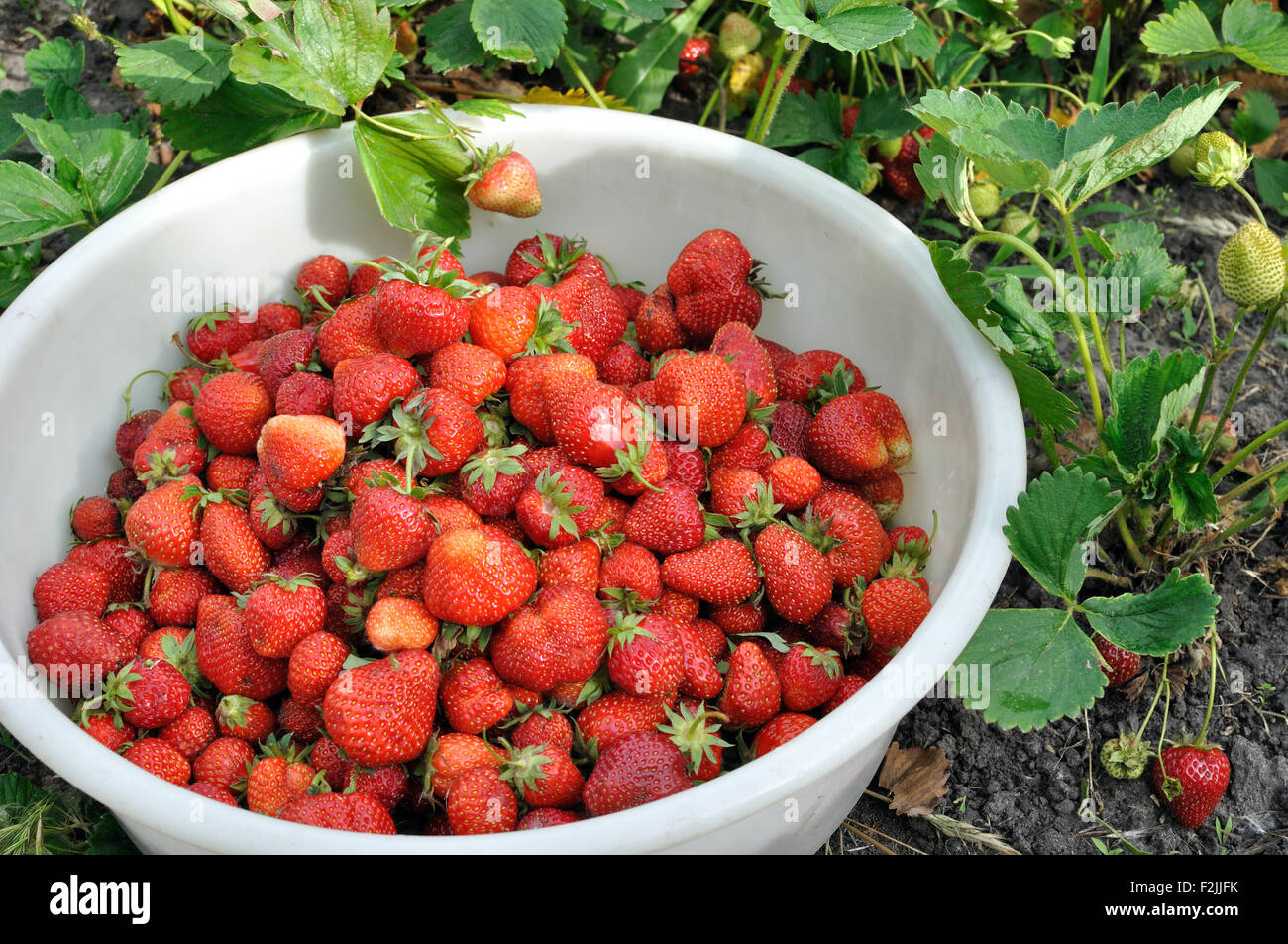 close-up of fresh ripe strawberries after harvesting Stock Photo - Alamy
