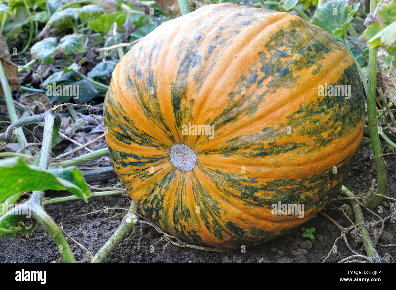 close-up of pumpkin in the field Stock Photo - Alamy