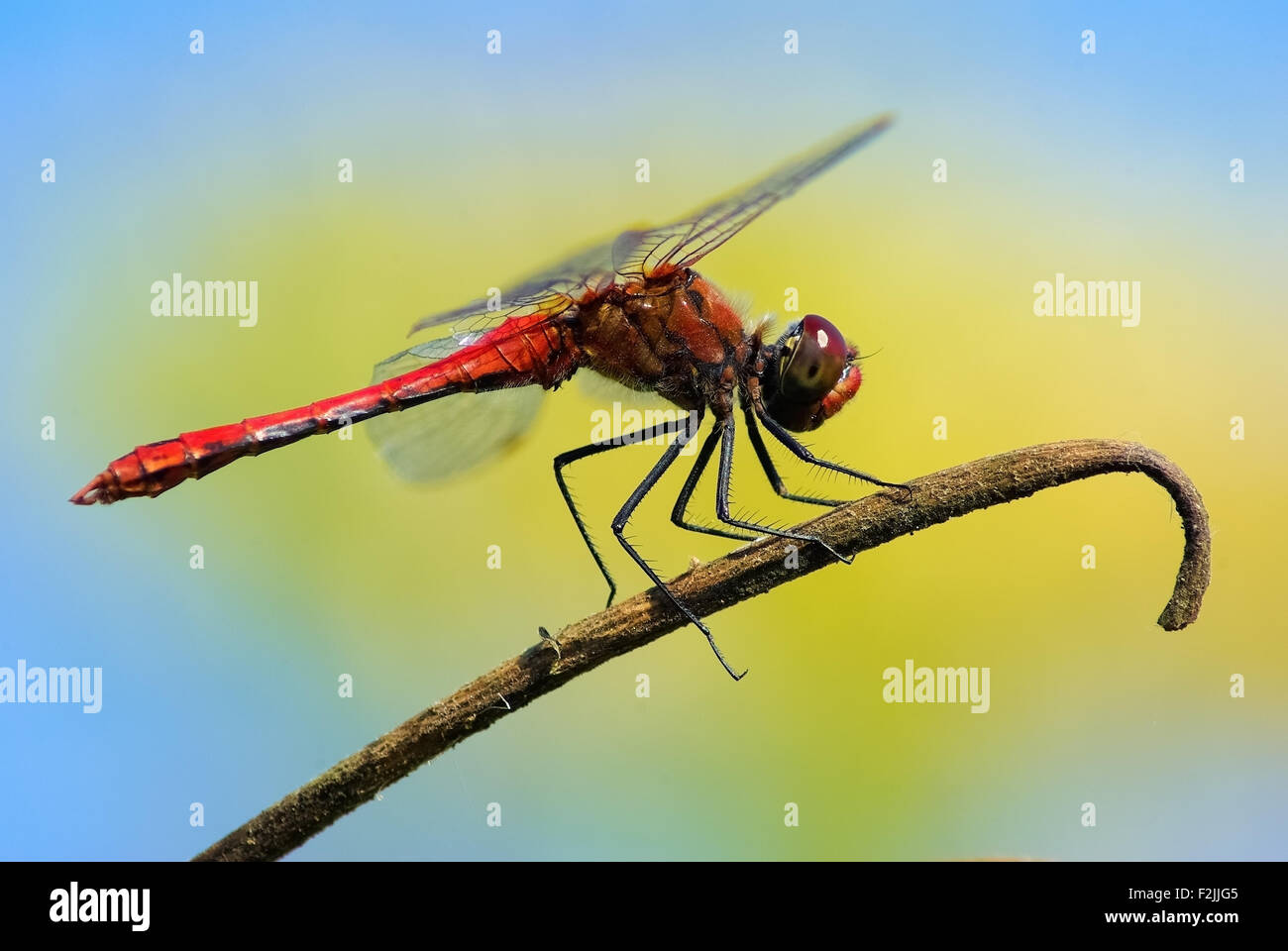 Dragonfly sits on dry branch. Macro photo of an insect on a colorful ...