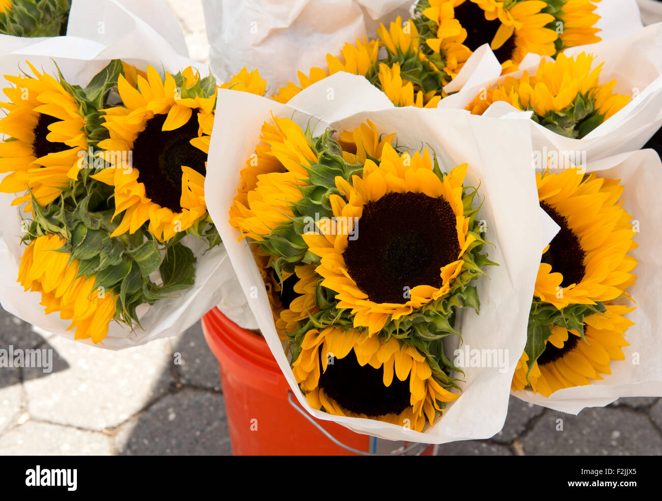 Bunches of sunflowers hires stock photography and images Alamy