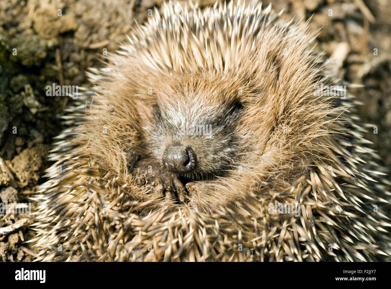 Little Hedgehog (Erinaceus europaeus) Stock Photo