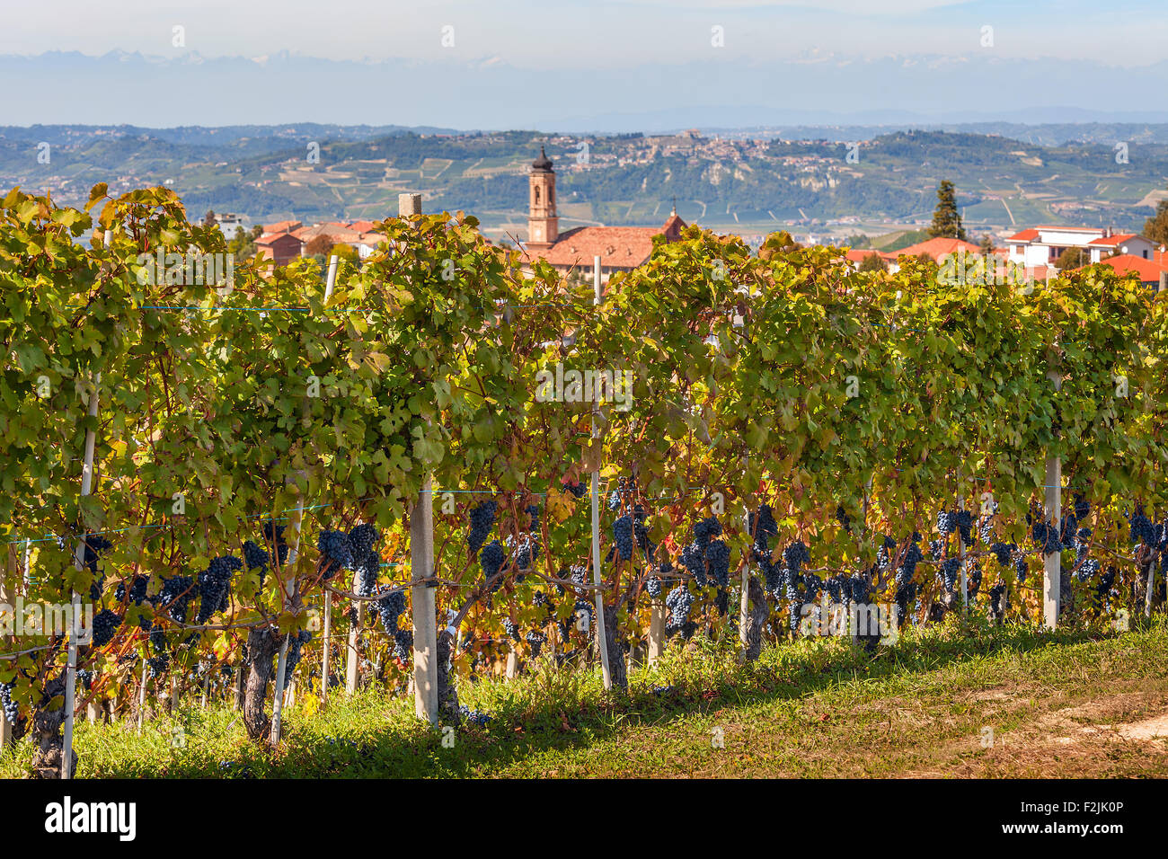 Treiso and its vineyards hi-res stock photography and images - Alamy