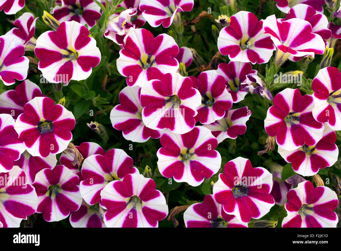 Cascadias Series Petunia - North Carolina Arboretum - Asheville, North Carolina, USA Stock Photo