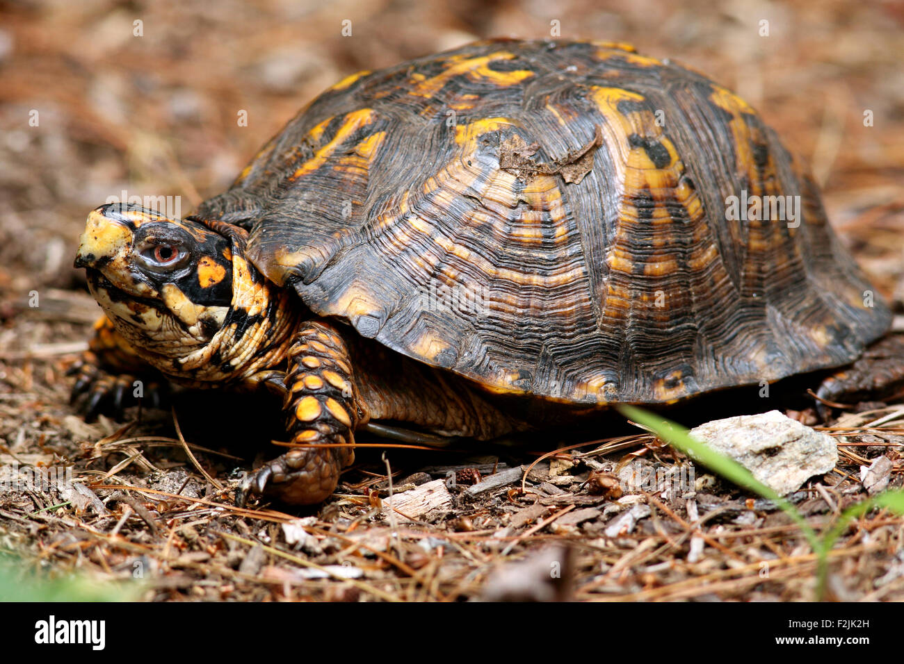 Eastern Box Turtle Brevard, North Carolina USA Stock Photo Alamy
