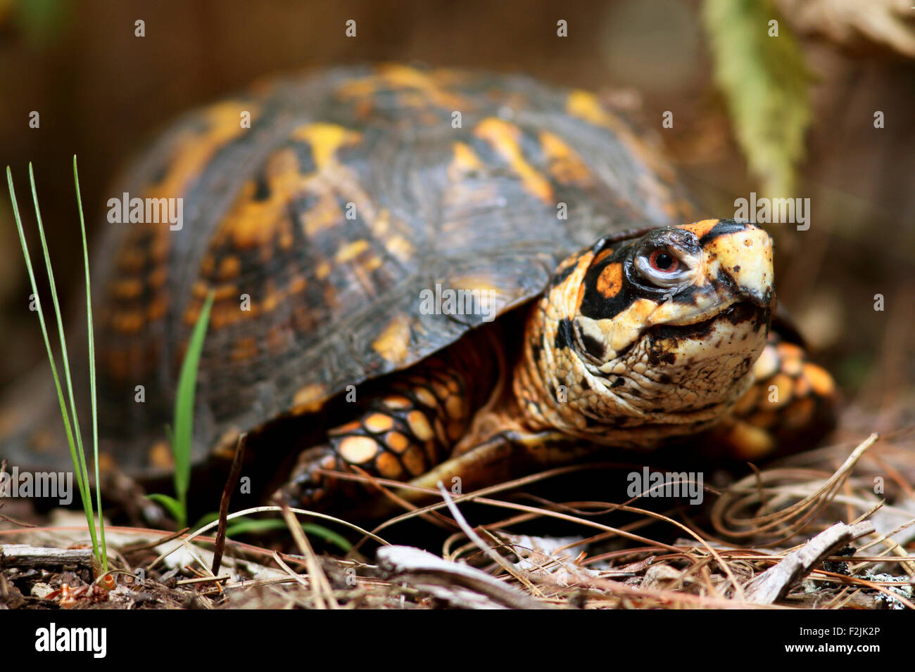 Eastern Box Turtle - Brevard, North Carolina USA Stock Photo