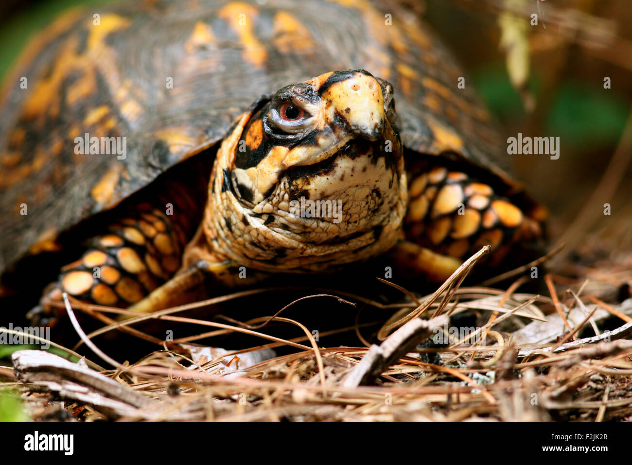 Eastern Box Turtle Brevard, North Carolina USA Stock Photo Alamy