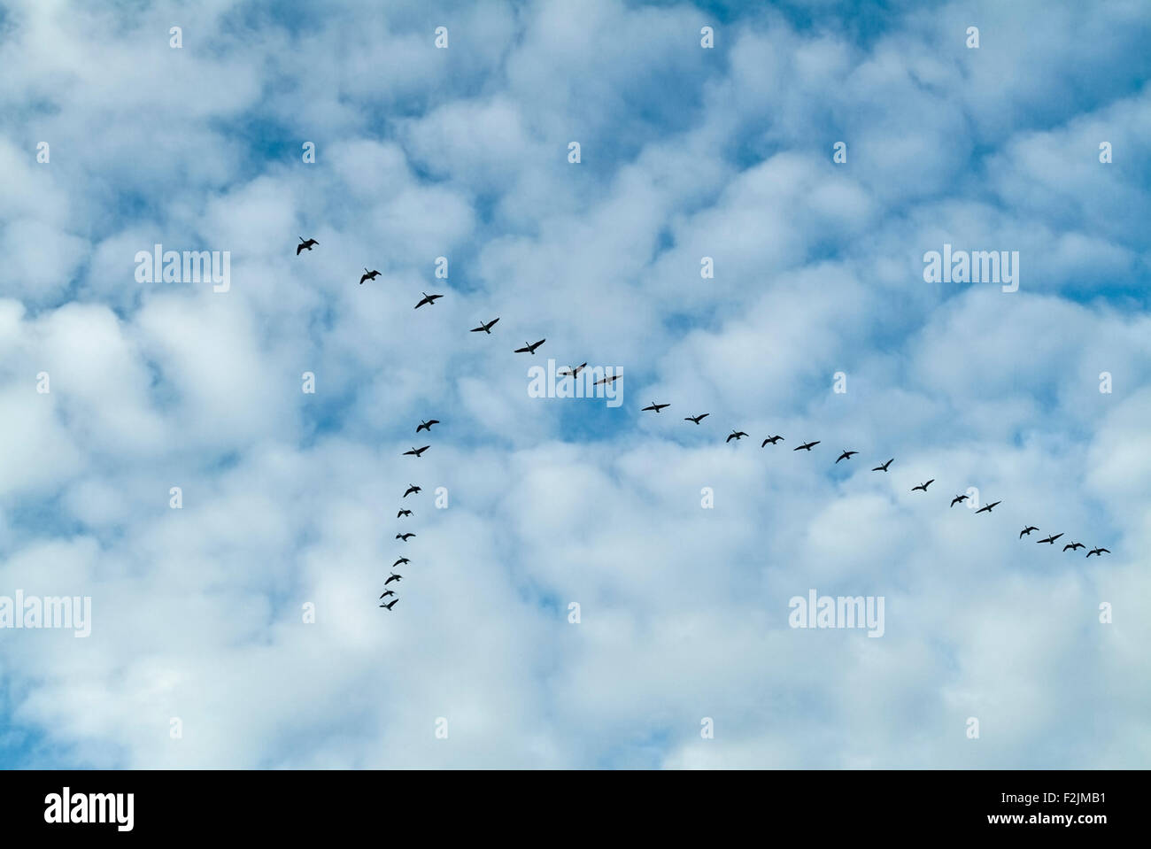 Graylag geese (Anser anser) flying in loose V formation Stock Photo