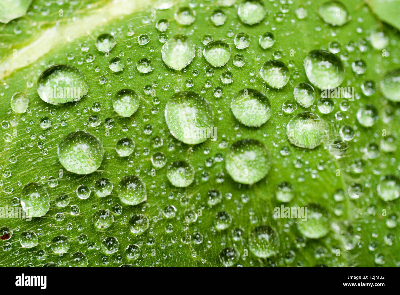 Waterdrops on a green leave, macro Stock Photo
