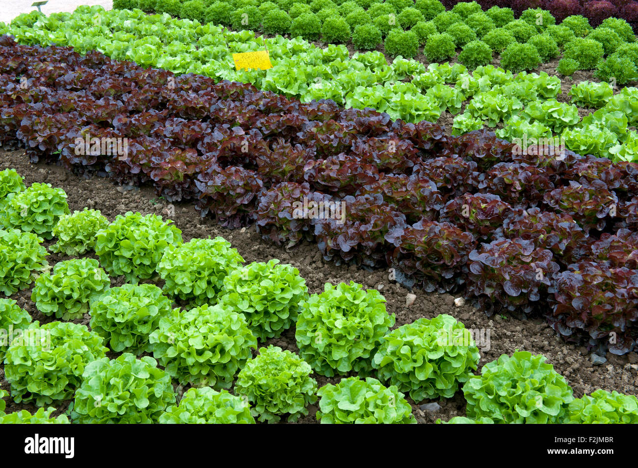 Lettuce (Lactuca sativa) in commercial cultivation, Rhineland