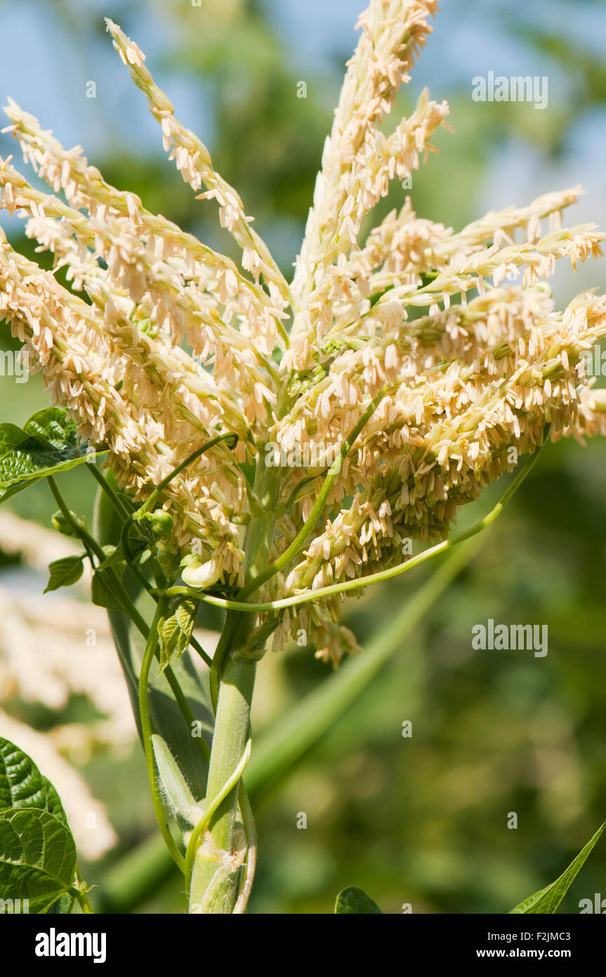 Corn(Zea mays) in blossom Stock Photo