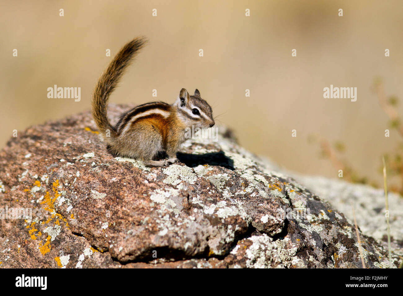 Least chipmunk (Tamias minimus) - Rocky Mountain National Park, Estes Park, Colorado Stock Photo