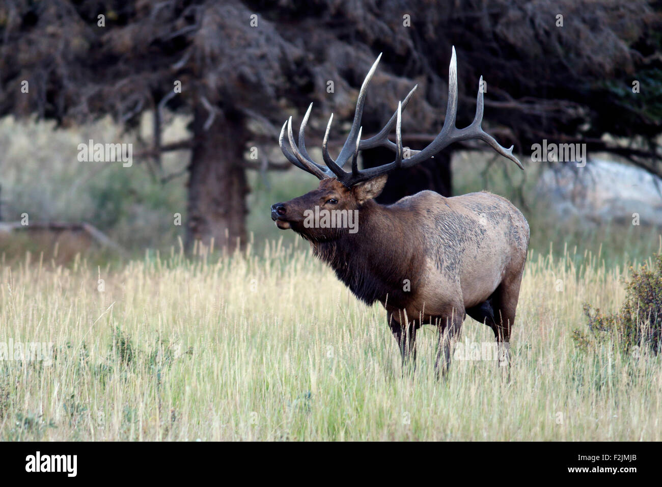 Bull Elk or Wapiti (Cervus canadensis) Rocky Mountain National Park Estes Park, Colorado