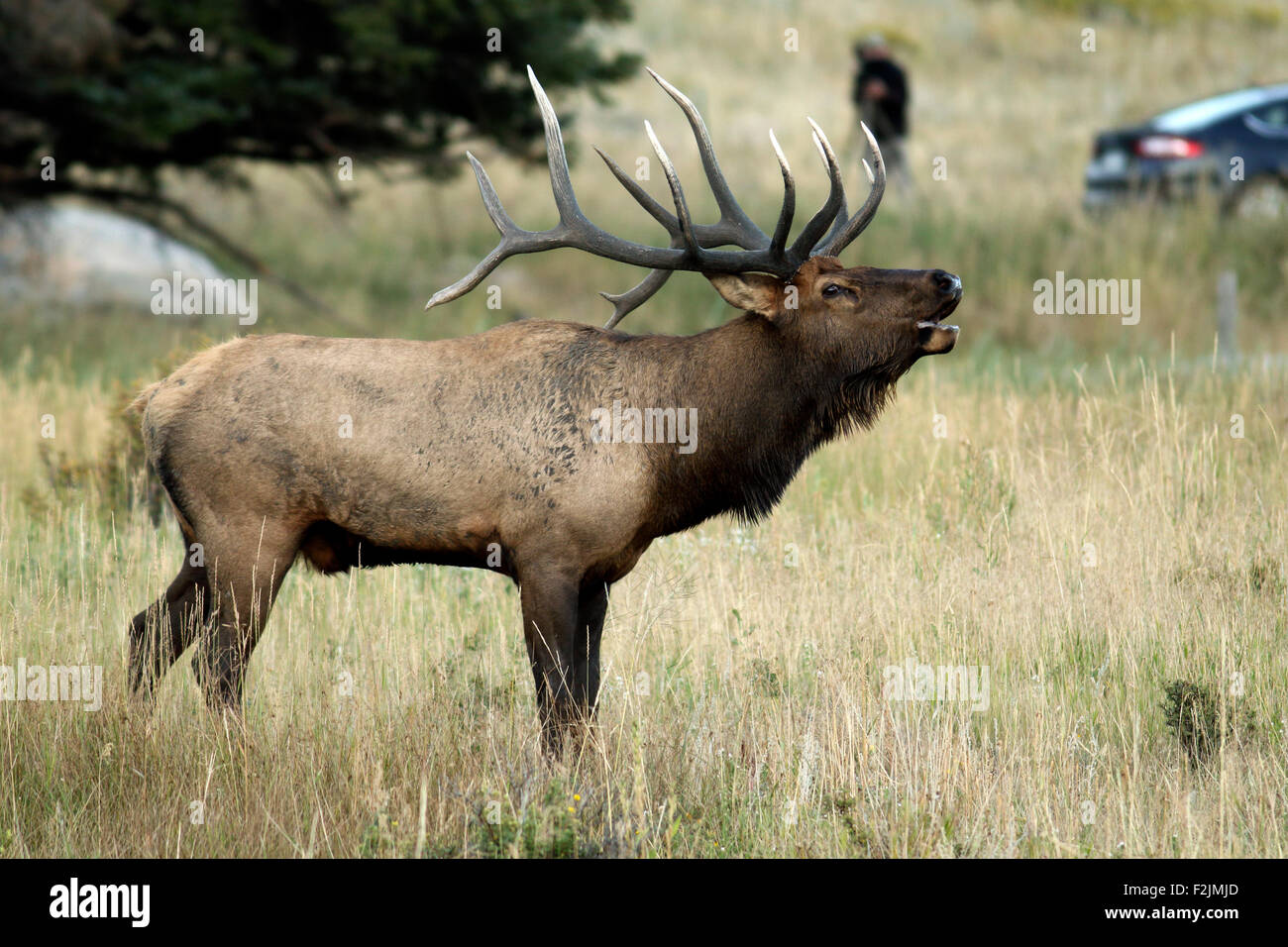 Bull Elk or Wapiti Bugling (Cervus canadensis) Rocky Mountain National Park Estes Park
