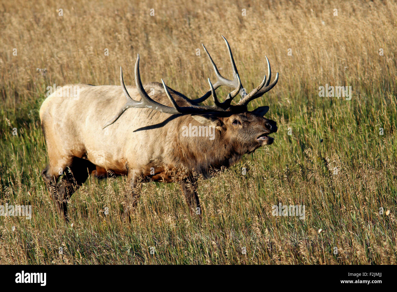 Bull Elk or Wapiti Bugling (Cervus canadensis) Rocky Mountain National Park Estes Park