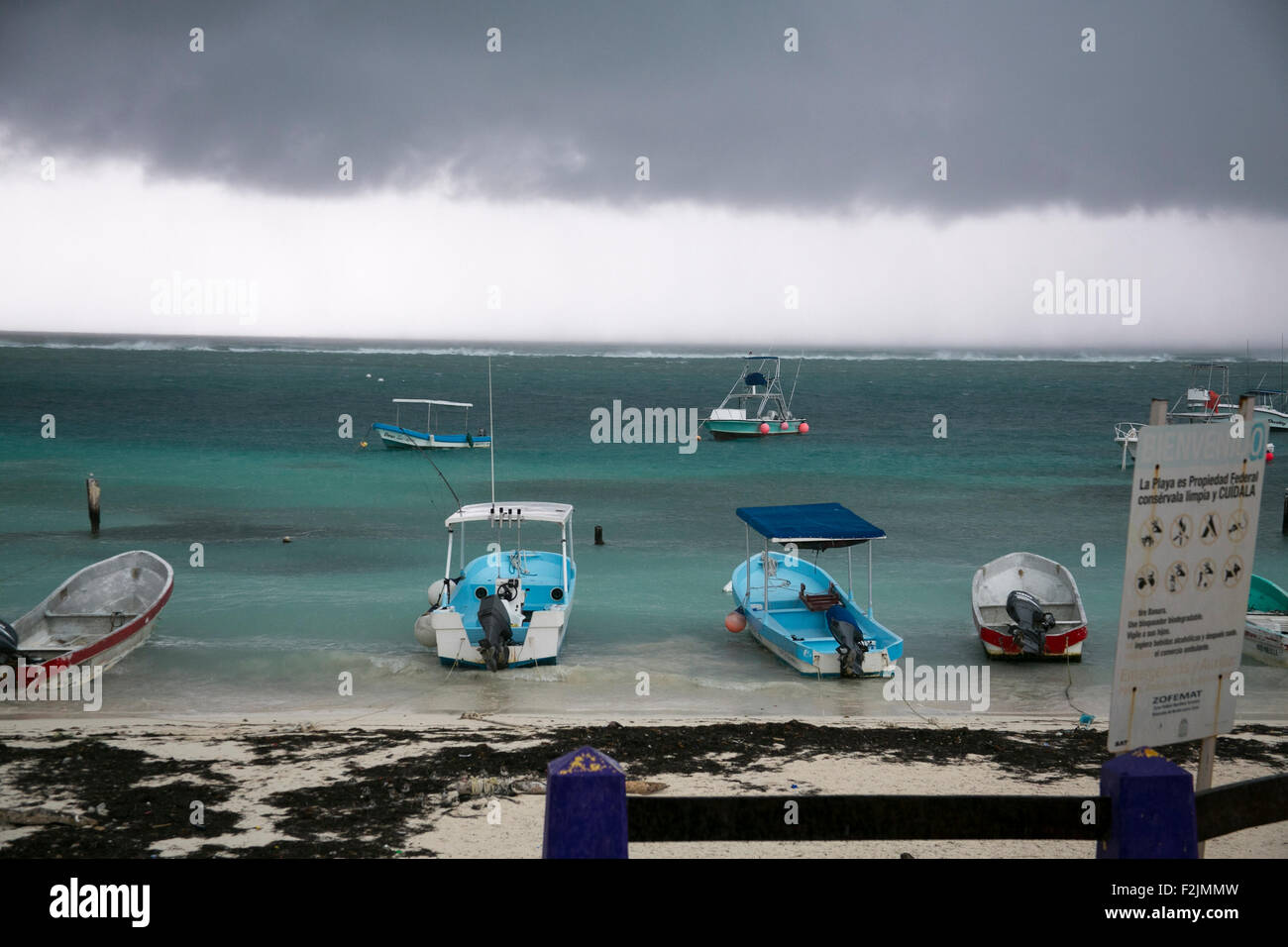 Puerto morelos seaweed hires stock photography and images Alamy