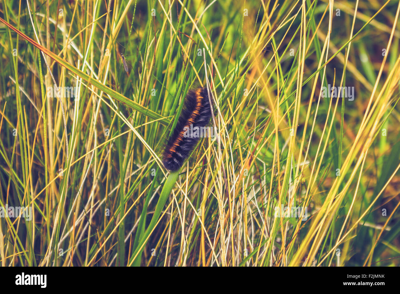 Big furry caterpillar creature in grass Stock Photo