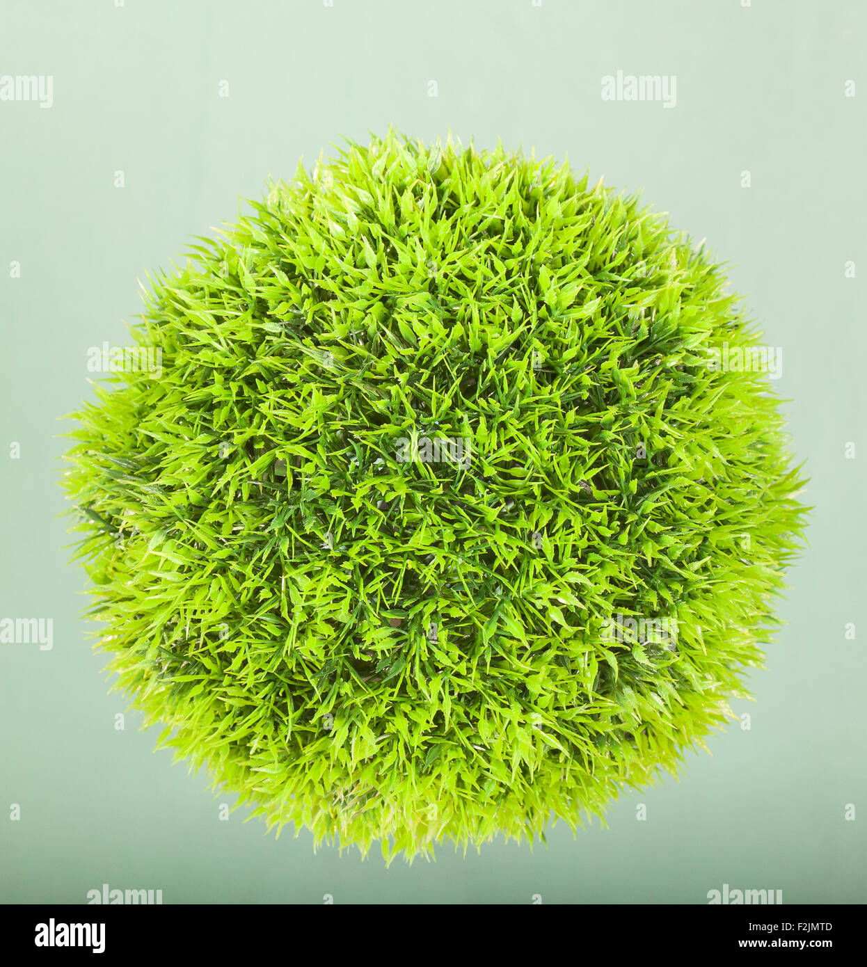 Photo of a Green ball grass isolated on green background Stock Photo