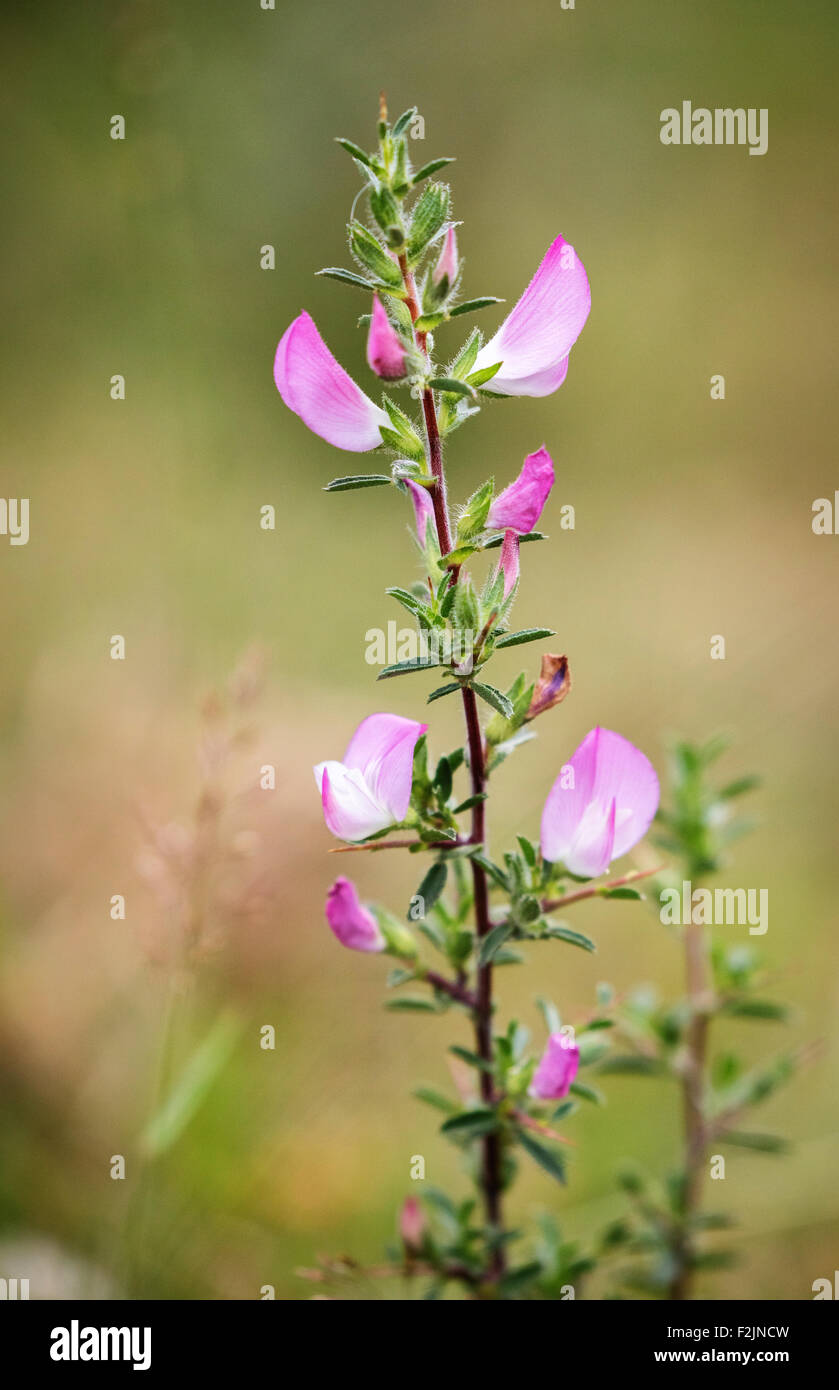 Spiny Restharrow Ononis spinosa (with few spines) growing on dunes on the Gower peninsula in South Wales UK Stock Photo