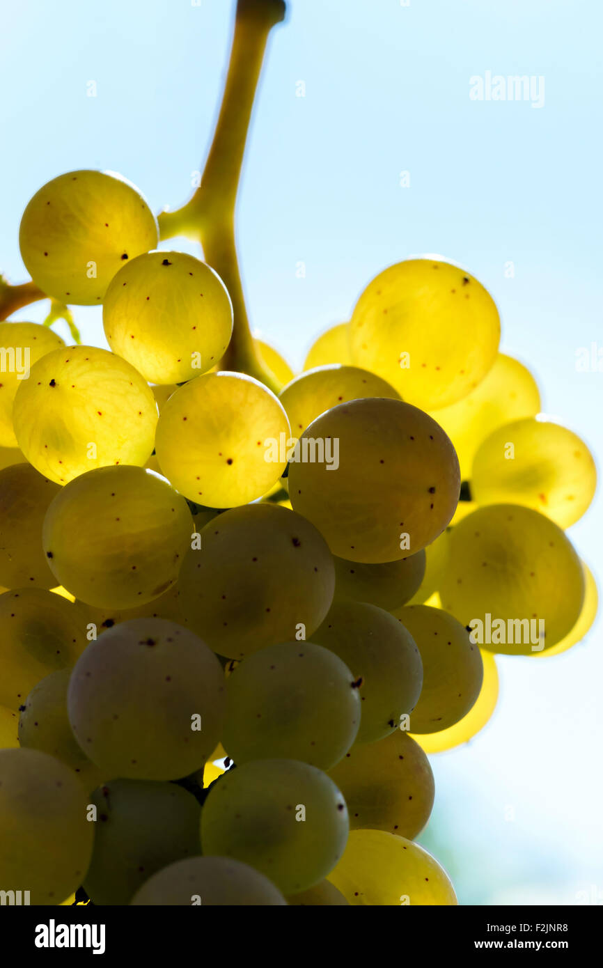 Wine harvest vendange cabernet hi-res stock photography and images - Alamy
