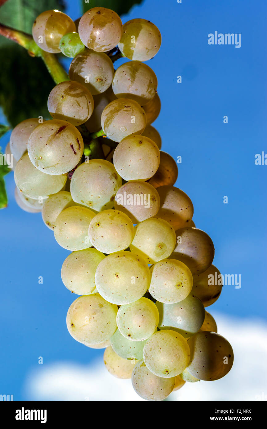 Muscat grape bunch on the sun, vine harvest, France Stock Photo Alamy